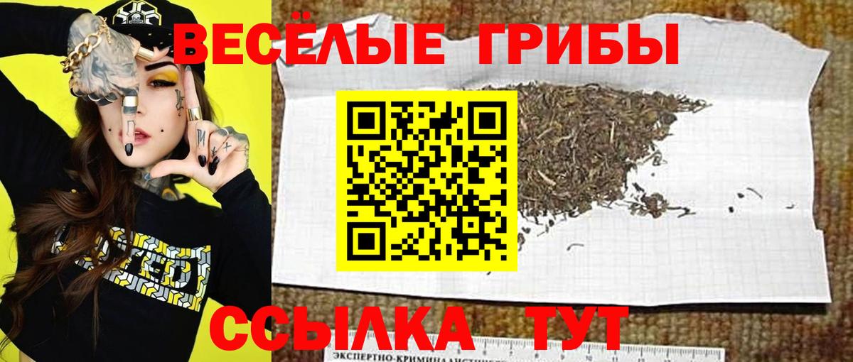 Псилоцибиновые грибы Psilocybine cubensis Солнечногорск